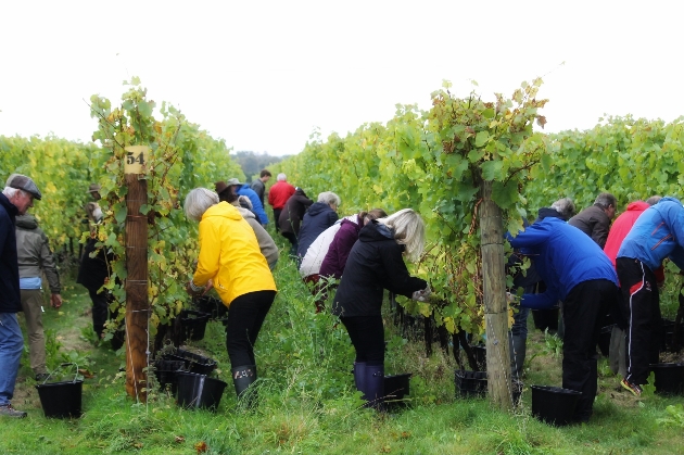 Group harvesting grapes at Tinwood Estate